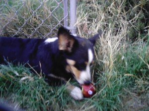 An apple a day.......