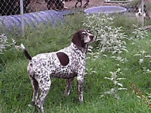 Windy in the tall grass