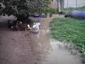 Dogs in the Dog Yard