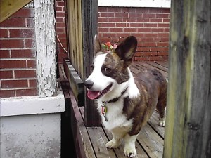 PJ hears Blu the cat.