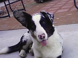 Meet Quinn and see more of him at www.arylan.com