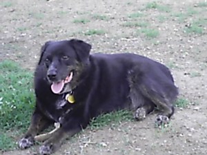 Dublin hanging out at Yappy Hour