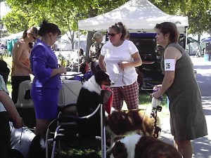 Poor show dogs, notice the people are standing the dog is in the chair.