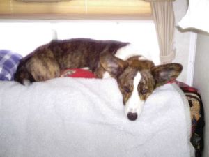 Not playing with a bone but napping in the RV