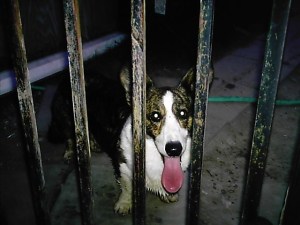 Henry isn't really in jail