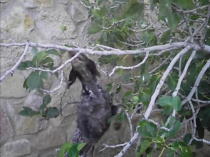 I know I can reach that branch