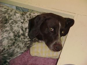 Windy in the Whelping box