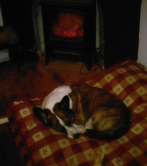 Stoney snoozing by the fire