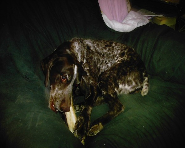 Wicca having a rawhide chewfest