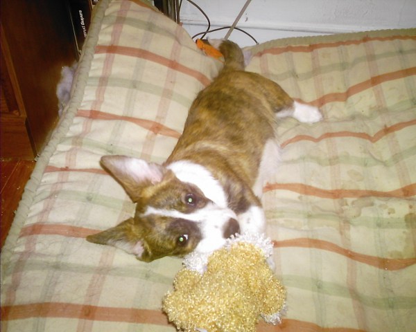 bad-puppy-and-mommy-001