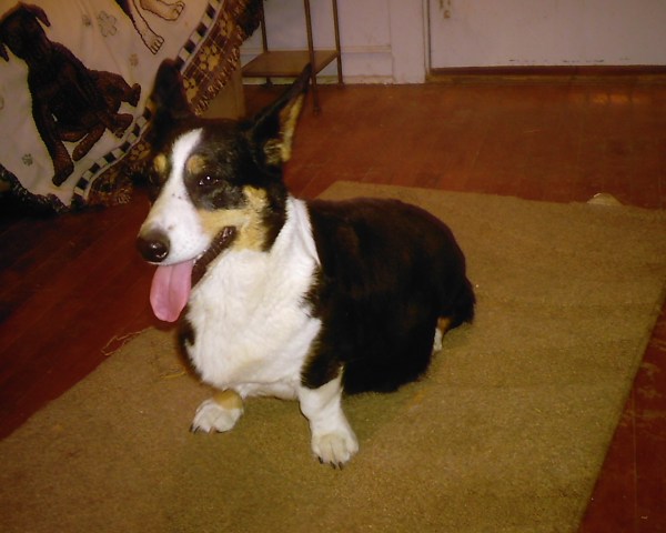 bad-puppy-and-mommy-020