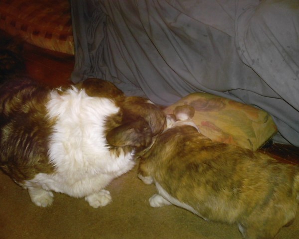 bad-puppy-and-mommy-024