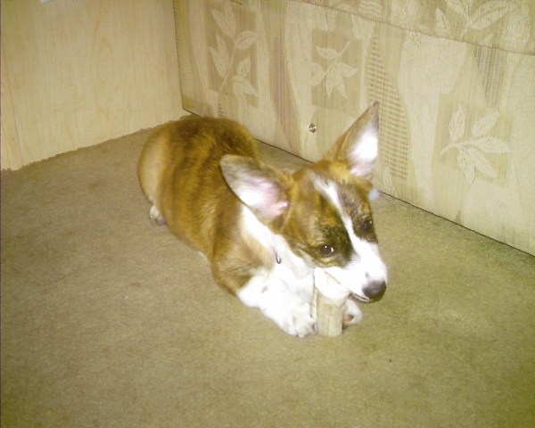 This is a good way to hang on to my bone