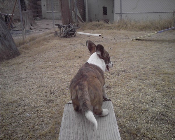 bad-puppy-and-mommy-006