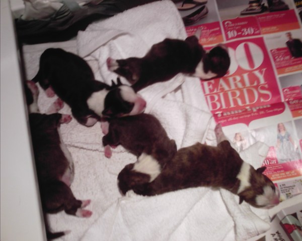 pups-march-1-002 pups-march-1-002