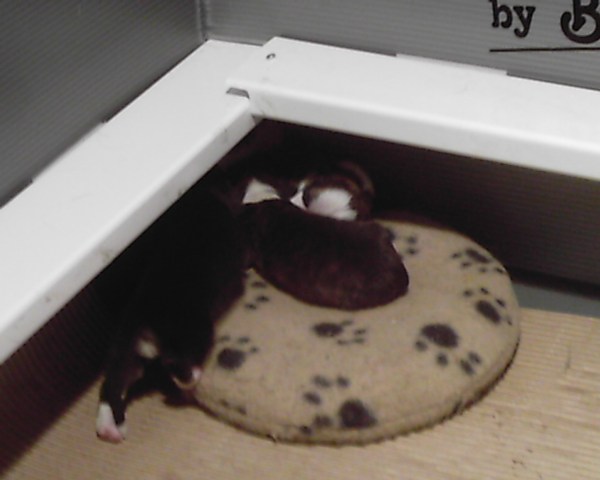 pups-march-1-004 A product endorsment, they love their snuggle safe