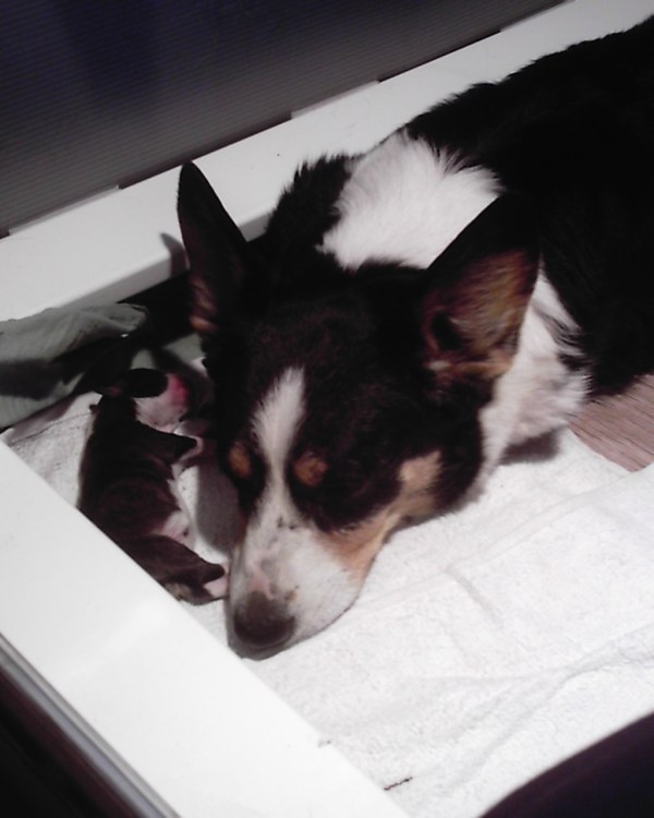 pups-march-1-008 pups-march-1-008