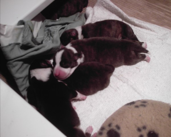 pups-march-1-017 pups-march-1-017