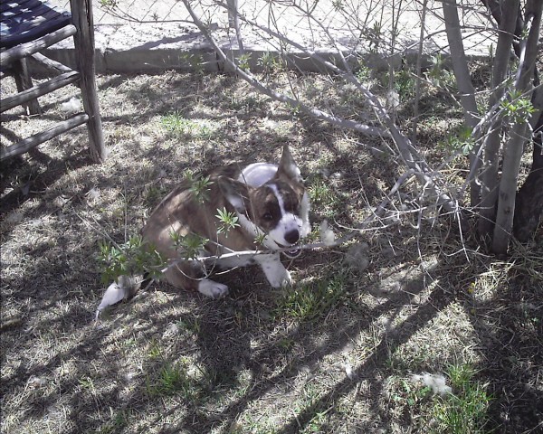 yard-work-sunday-013