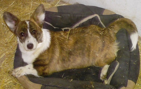 yard-work-sunday-020