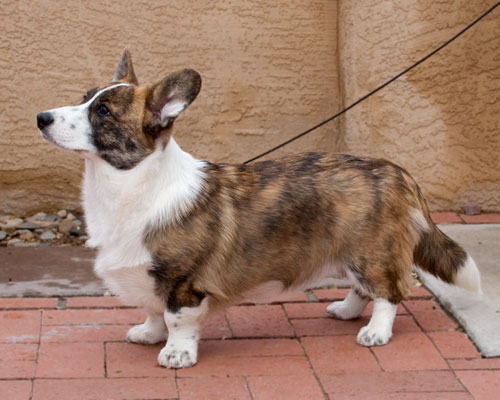 frost-at-harrys-april-1021 frost-at-harrys-april-1021