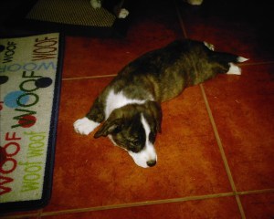 puppy-pix-268