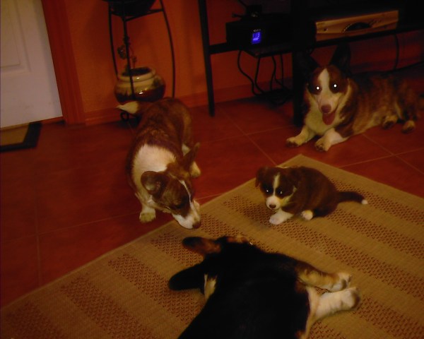 Mom, baby, Frost and Daddy