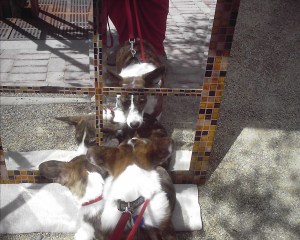 Frost and Bailey check themselves out in a pretty tiled mirror at the Farmer's Market