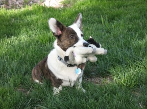 IMG_0362[1]   Phoebe