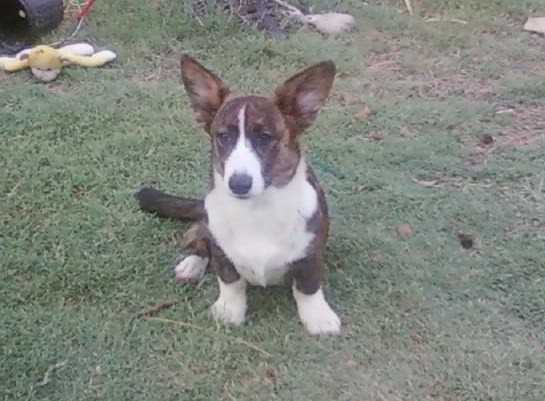 07241933a Bailey, Solstice Flying Circus