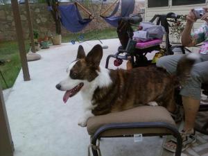 King PJ King PJ surveys the Watermelon carnage from one of his many thrones.