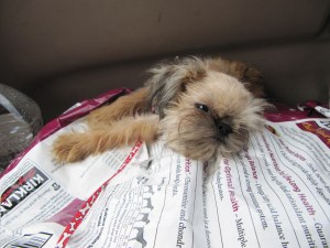 sleeping flea 2 sleeping flea 2