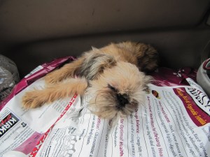 sleeping flea sleeping flea