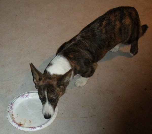 birthday party 019 Why isn't there more cake on this plate?