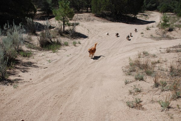 Ranger you can't get away