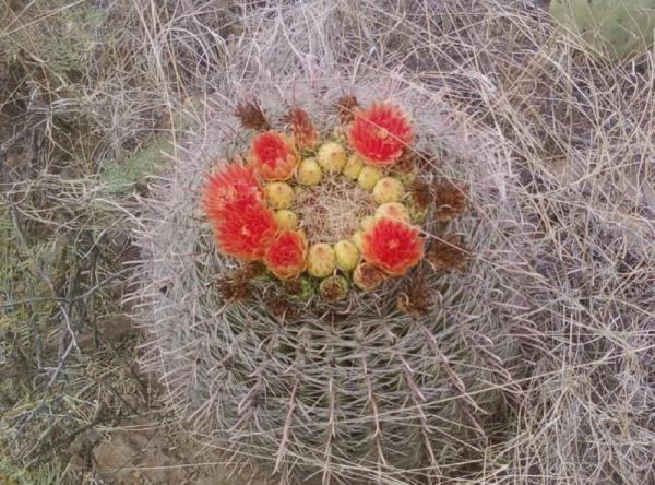 Blooming Barrel Catus!