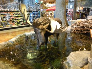 There were real live trout in that pond