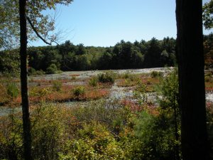 This is the view from the nature trail behind the store