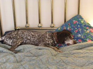 AM/CAN Ch Lena, MH @ almost 13