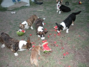 last watermelon sunday 031