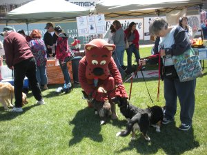 dog walk and garden 021