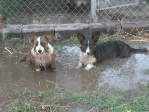 swamp dogs 034