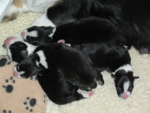 Pups day 4 006