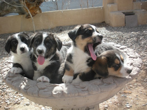 Four coins in the fountain?
