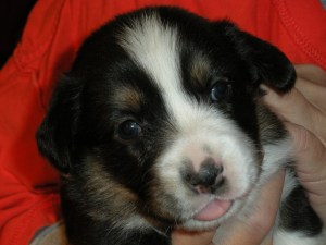 New Year indy shots 026