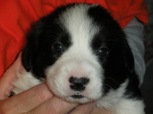 New Year indy shots 035