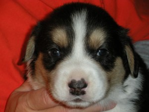 New Year indy shots 037