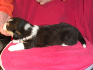 New Year indy shots 041