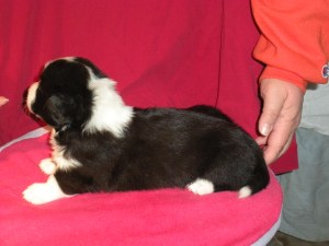 New Year indy shots 044