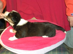 NY indy shot cookiefudge 004